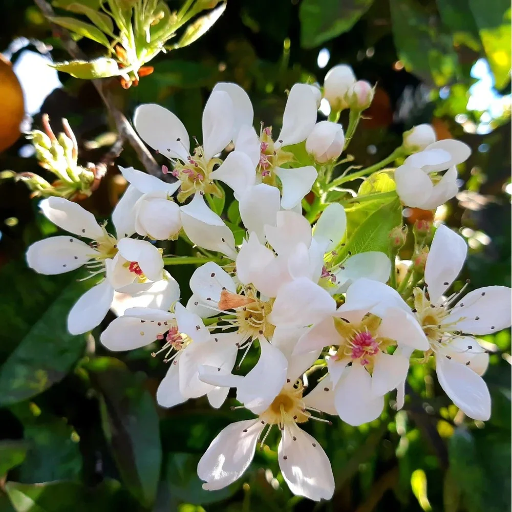 Neroli Blossom Soy Wax Melt  2.5 oz | Melts For Wax Warmer Clamshell